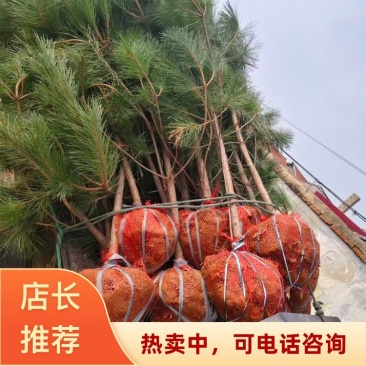 黑松（土球）欢迎采购可视频看货价格实惠老客户回购率高