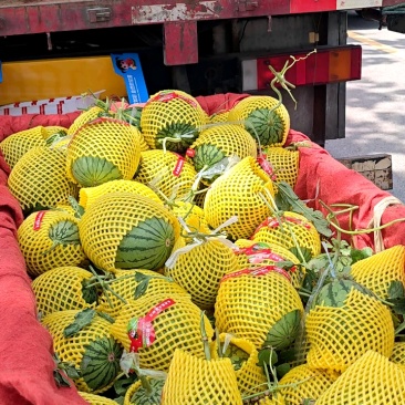 陕西渭南吊兰西瓜基地直供质量保证一手货源全国发货