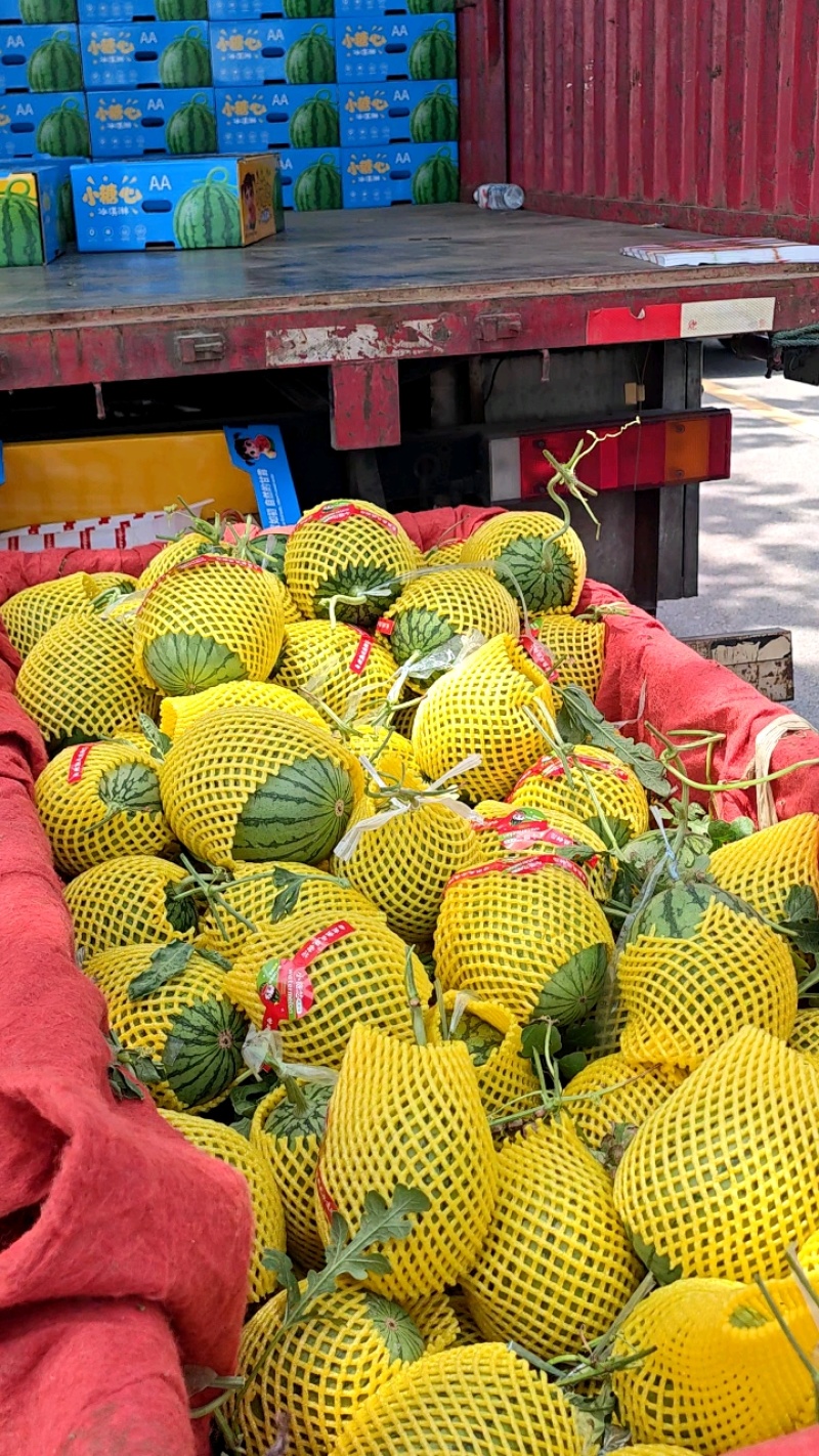 陕西渭南吊兰西瓜基地直供质量保证一手货源全国发货
