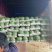 湖北无籽美都西瓜麒麟西瓜产地发货一手货源批发品质保证价格