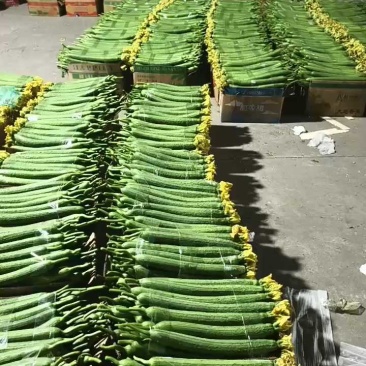 【推荐】连云港丝瓜鲜花丝瓜大量现货供应，瓜条直！可发电商