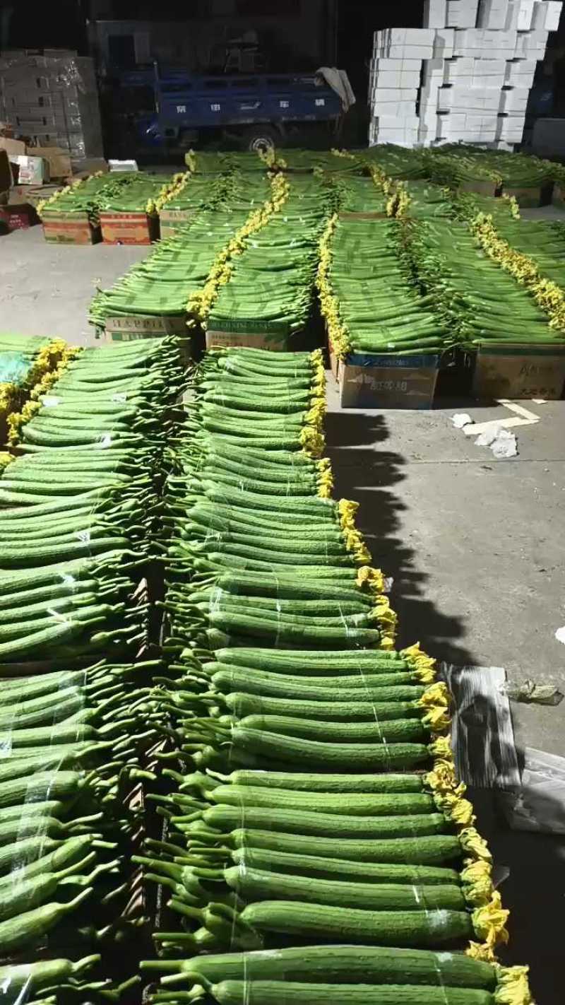 【推荐】连云港丝瓜鲜花丝瓜大量现货供应，瓜条直！可发电商