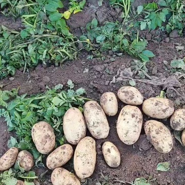 沃土土豆大量上市中，物美价廉欢迎新老客户光临