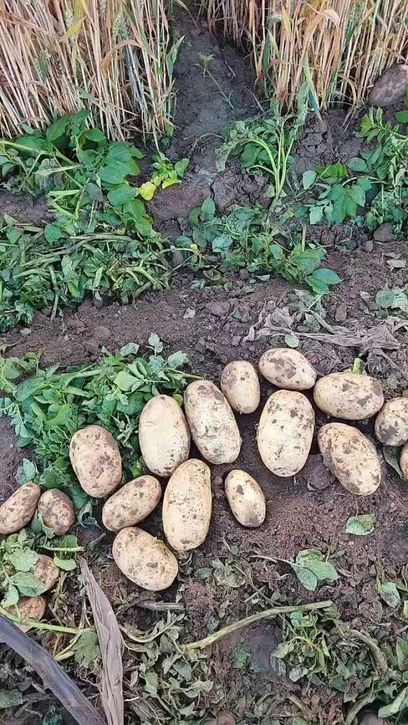 沃土土豆大量上市中，物美价廉欢迎新老客户光临