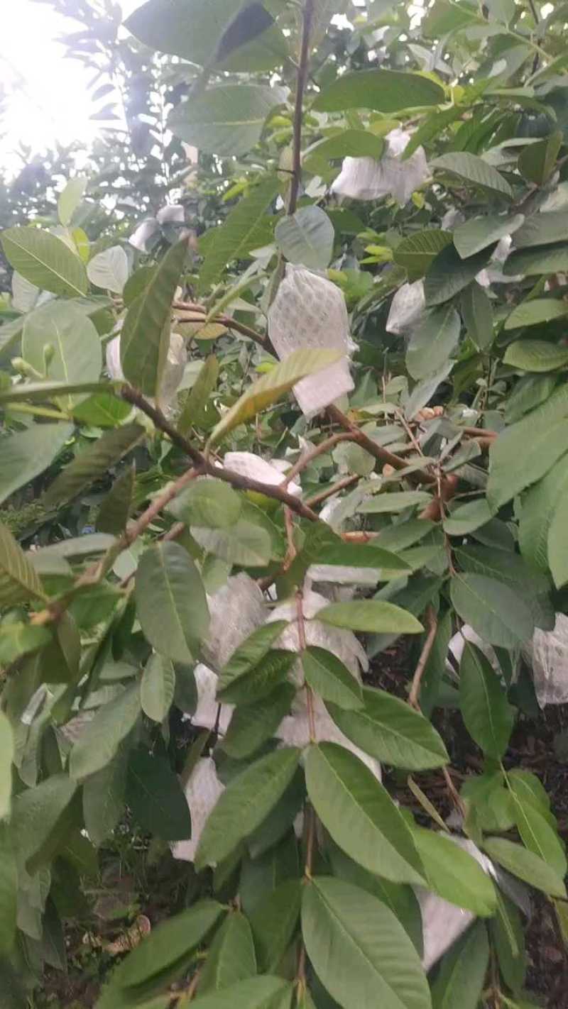 广西西瓜红红心芭乐、红心番石榴、新鲜供货一手货源