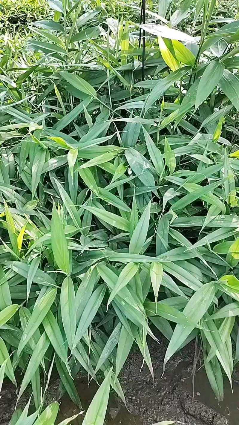 广西贵港益智仁苗基地直发货源充足欢迎随时联系看货