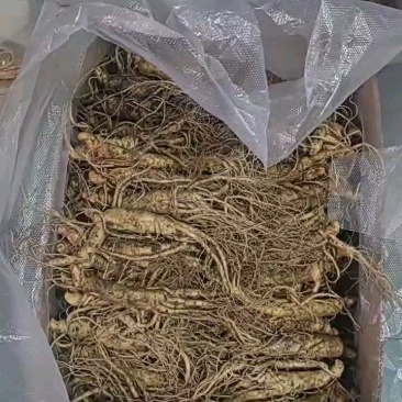 【产地直发】长白山鲜人参带土鲜参自家种植棵棵精选请放心购