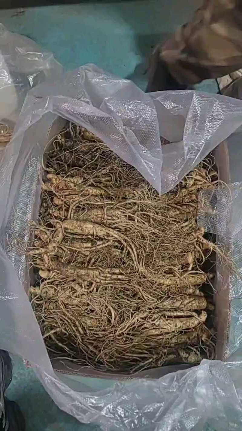 【产地直发】长白山鲜人参带土鲜参自家种植棵棵精选请放心购