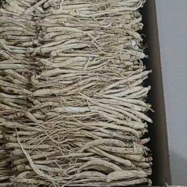 精选白参-产地直营-价格优惠规格齐全参地一发长年有货