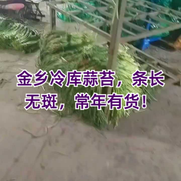 常年供应金乡红帽蒜薹可供电商超市市场全国发货诚信合作