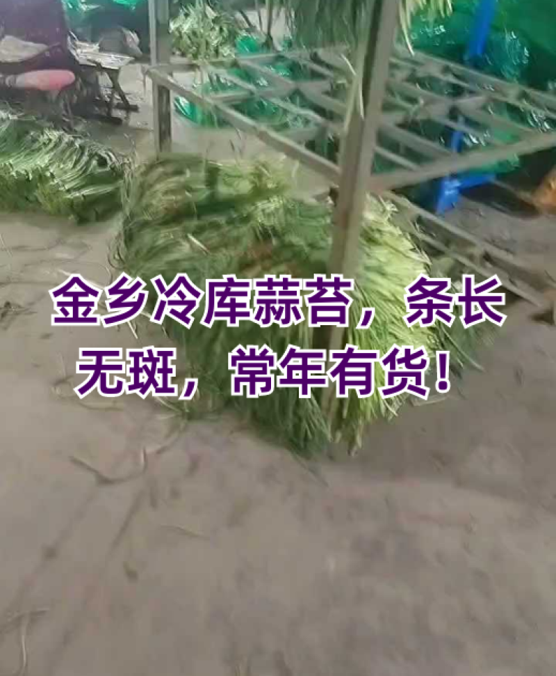 常年供应金乡红帽蒜薹可供电商超市市场全国发货诚信合作