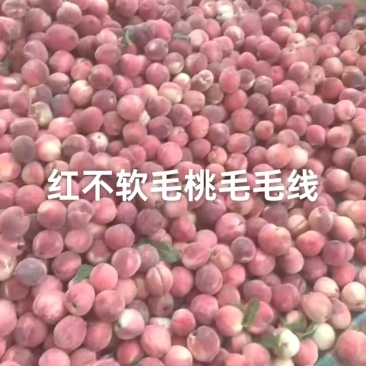 汉中毛桃白心黄心毛桃果型好脆甜个头大均匀发全国市场