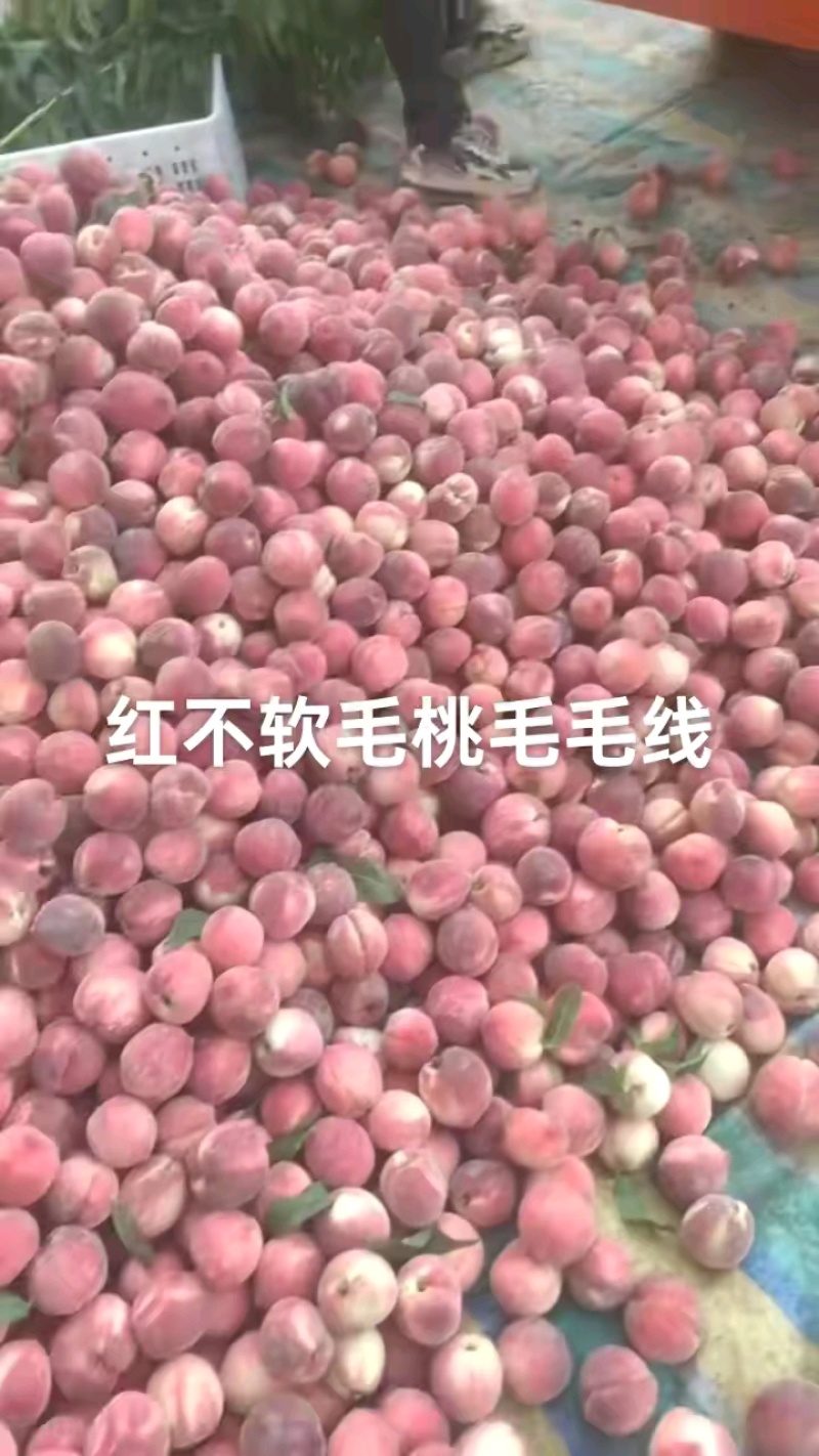 汉中毛桃白心黄心毛桃果型好脆甜个头大均匀发全国市场