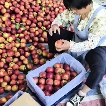 黄心油桃安徽黄河古道沙地油桃中油系列商超电商外贸加工