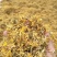 贵州安龙野生金银花，百分之七八十开花，晒花，无硫