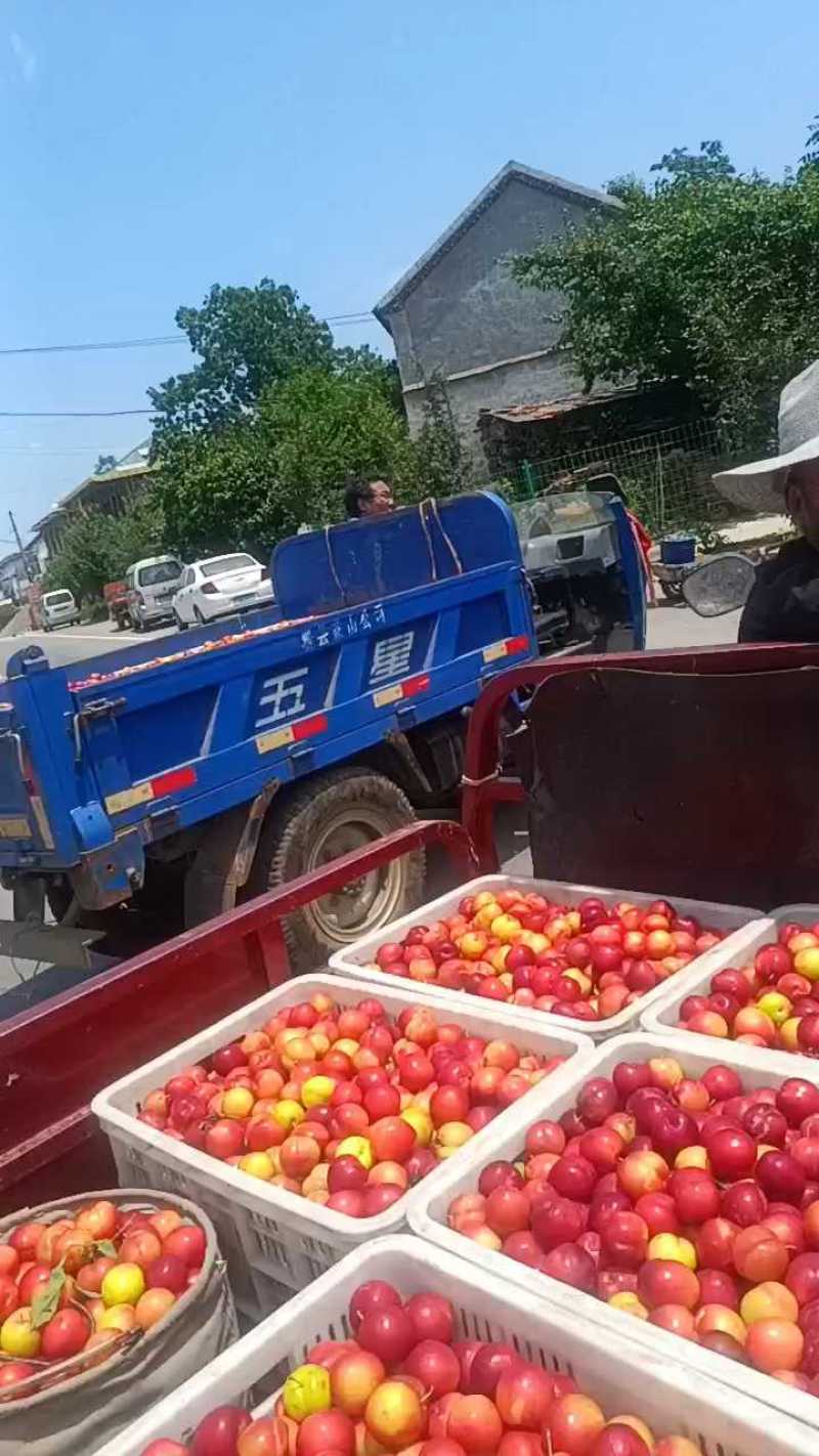 山东脆红李子红李子产地现摘现发货糖度十八以上，离核