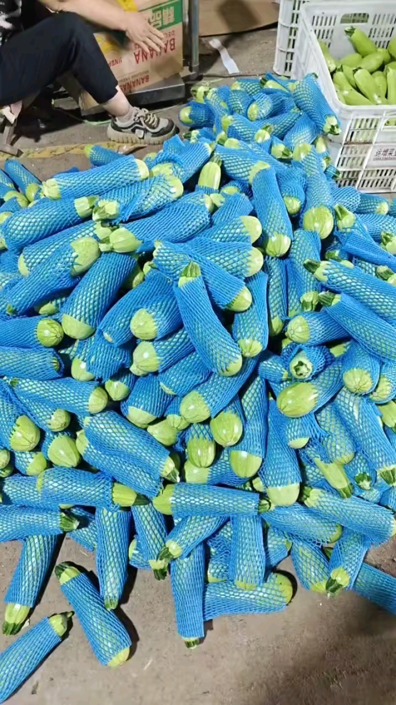 优质绿皮西葫芦量大质优，现摘现发诚邀各地经销商前来惠顾。