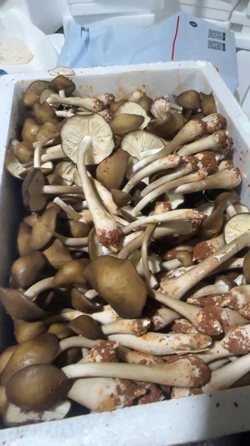 全年露水鸡纵新鲜菌菇现货/长年供货/煲汤火锅食材