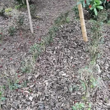 东魁杨梅，自然成熟，不打药。