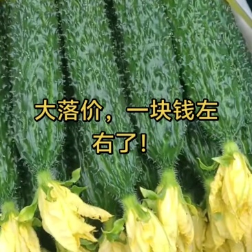 辽宁锦州，葫芦岛，绿瓤，脆甜，水黄瓜，欢迎各位老板前来选