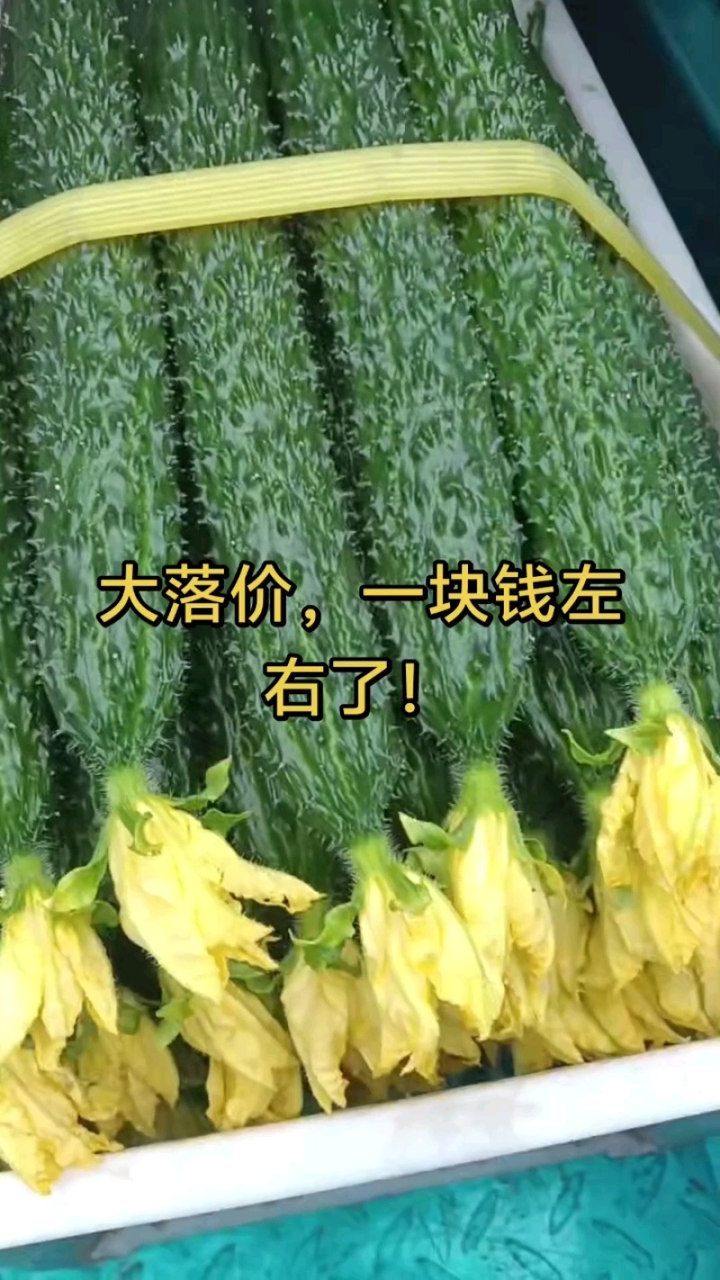 辽宁锦州，葫芦岛，绿瓤，脆甜，水黄瓜，欢迎各位老板前来选