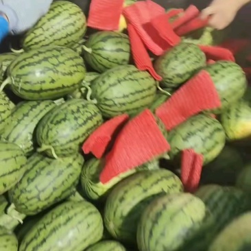 全美2K西瓜小糖丸西瓜保熟保甜产地直发一手货源量大质优