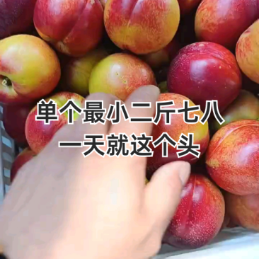 油桃陆地油桃中油油桃中油4号品种全代发全国