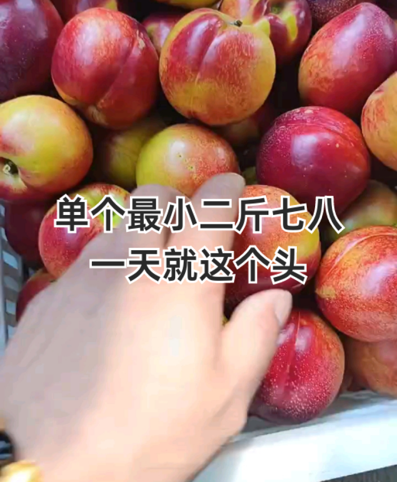 油桃陆地油桃中油油桃中油4号品种全代发全国