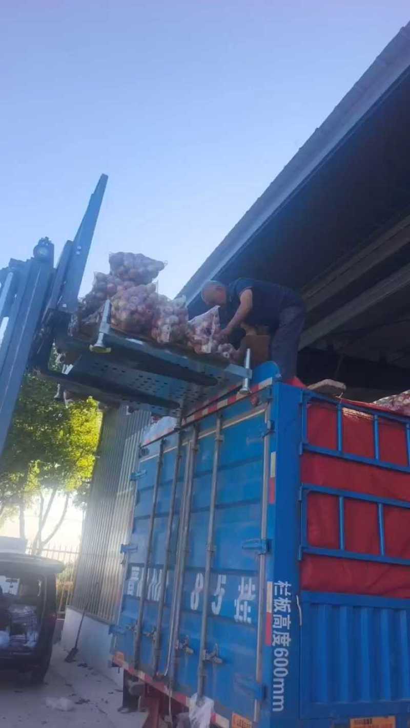 万荣秦冠苹果发江苏，60果6毛5上车！