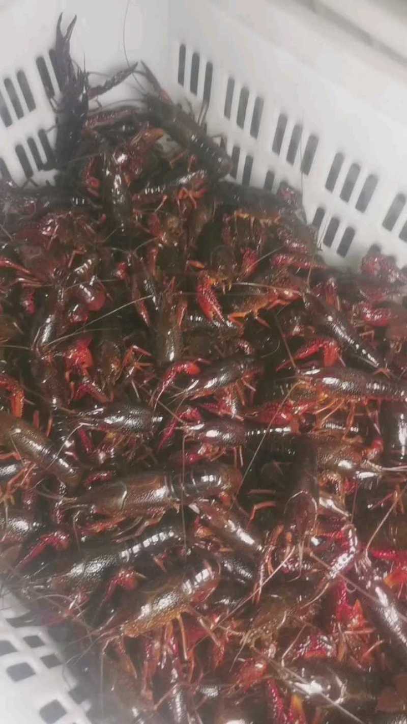 微山湖龙虾