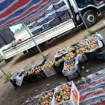 费县毛蟠桃沂蒙山区毛蟠桃山东毛蟠桃三两起步小工分选一条龙