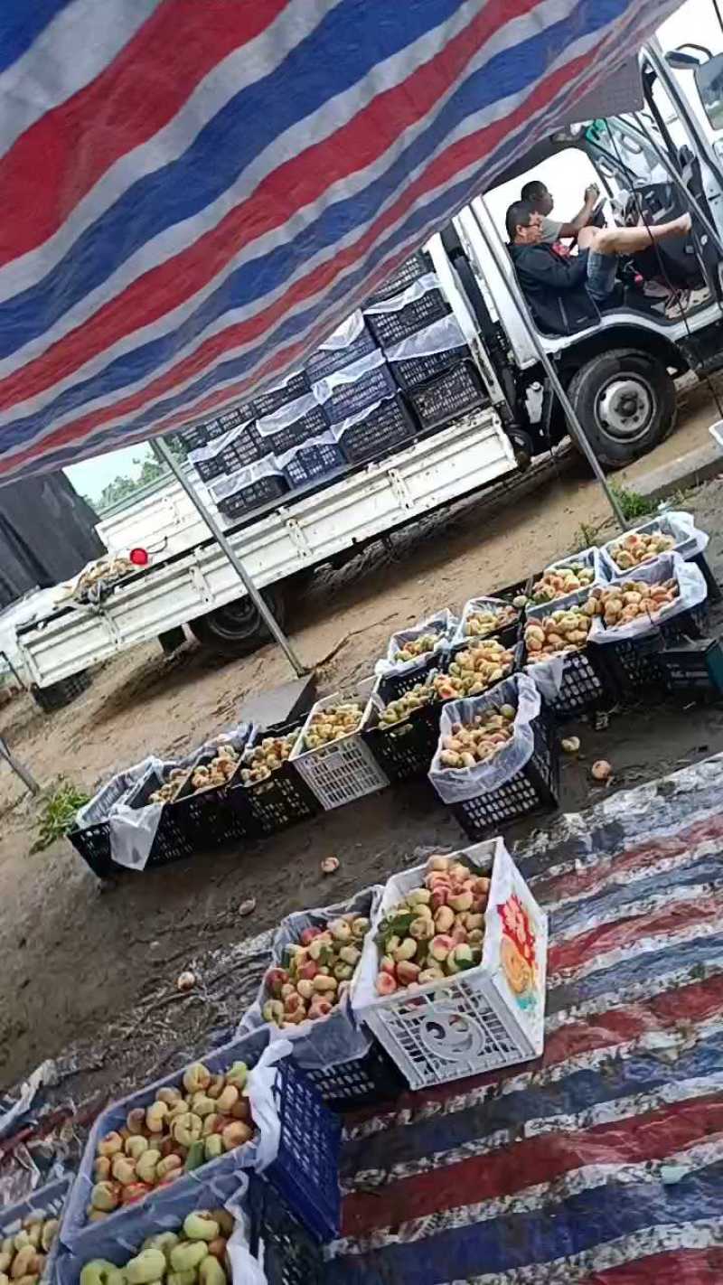费县毛蟠桃沂蒙山区毛蟠桃山东毛蟠桃三两起步小工分选一条龙