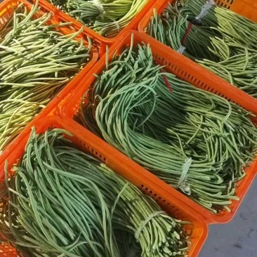 豆角豇豆长豆角豇豆长豇豆红豆角东台长豆