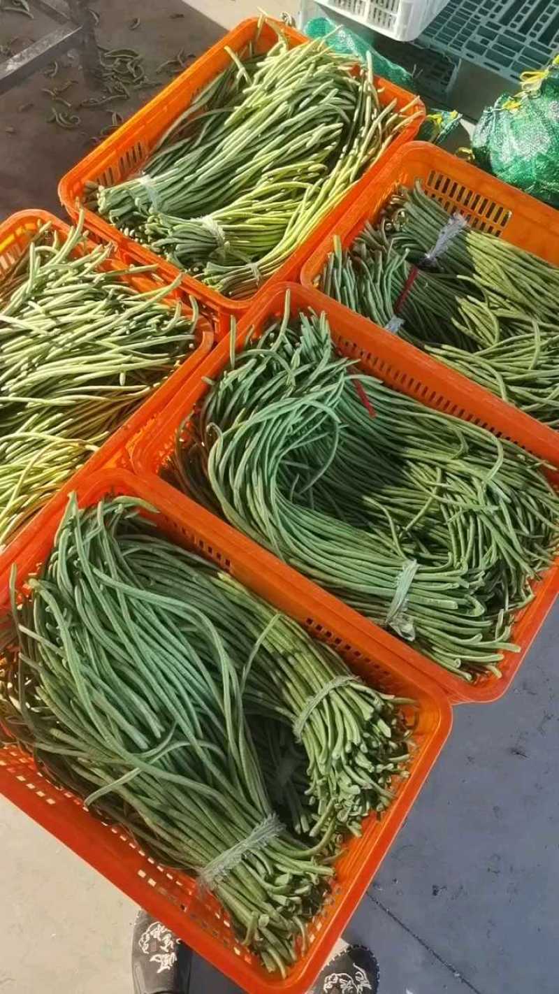 豆角豇豆长豆角豇豆长豇豆红豆角东台长豆