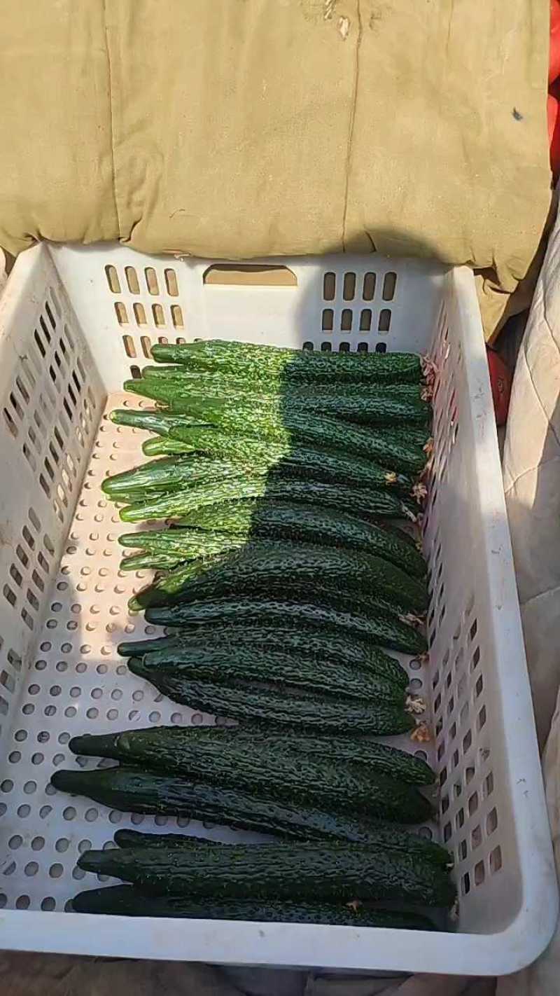 邯郸黄瓜密刺黄瓜大量上市货源充足顶花带刺可视频看货