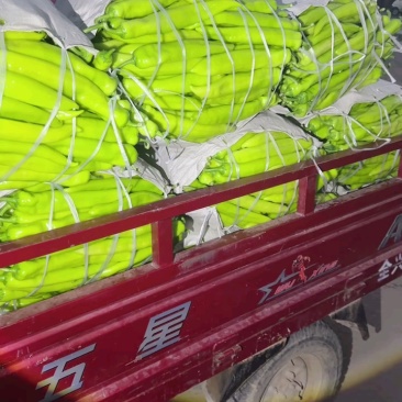 【推荐】大量供应优质尖椒产地发货对接批发商欢迎来电