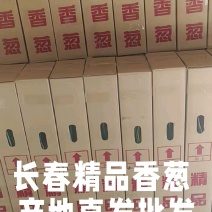 长春小香葱大量上市了对接市场档口商超一条龙服务欢迎来电