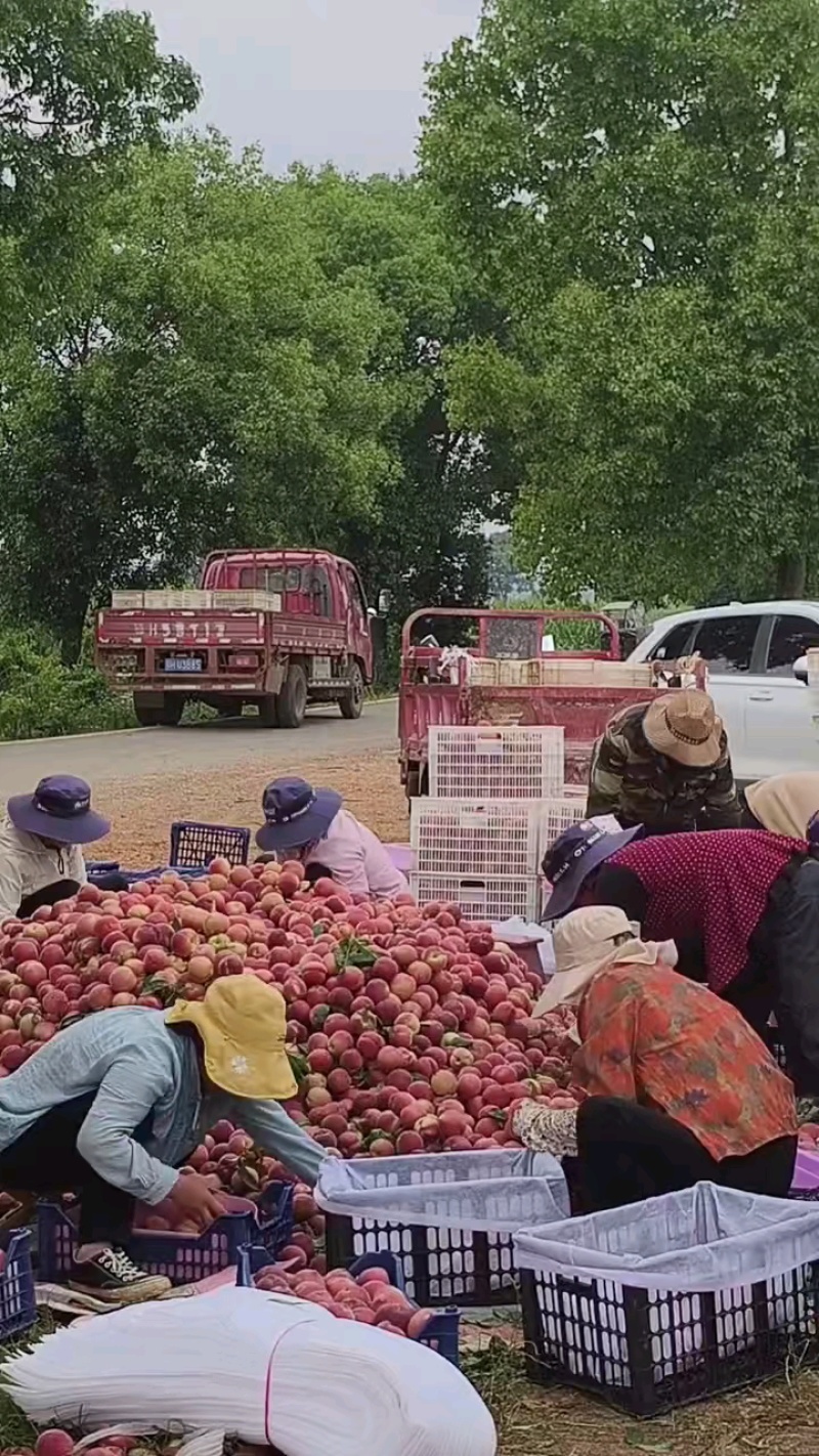 毛桃/湖北突围桃/果园现摘现发货量充足价格优惠