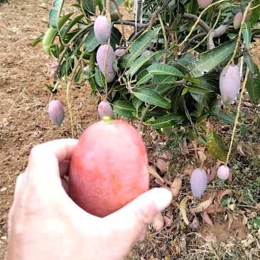 攀枝花红贵妃芒果皮薄肉厚对接全国市场批发商超电商