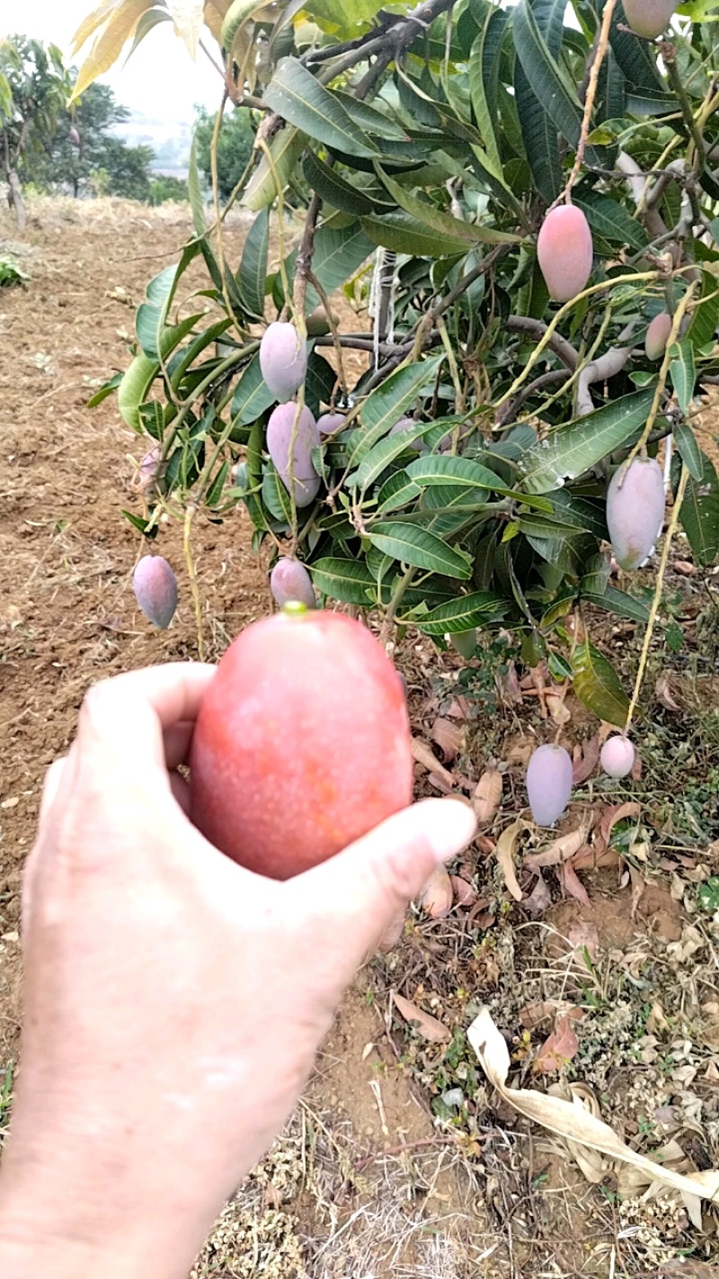 攀枝花红贵妃芒果皮薄肉厚对接全国市场批发商超电商