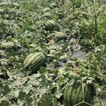【实力推荐】甜王西瓜大荔西瓜包熟包甜代发全国可视频