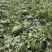 【实力推荐】甜王西瓜大荔西瓜包熟包甜代发全国可视频