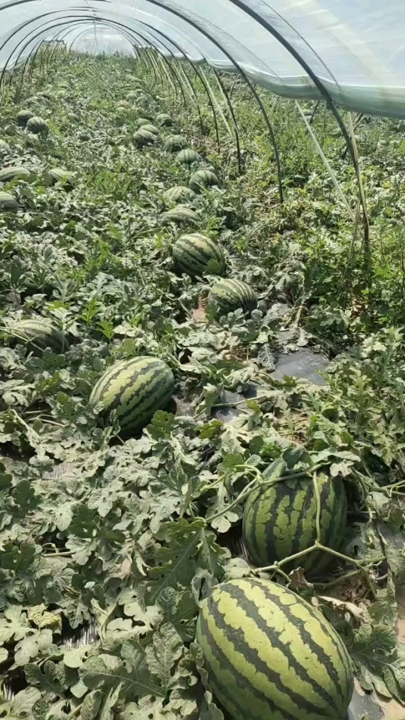 【实力推荐】甜王西瓜大荔西瓜包熟包甜代发全国可视频