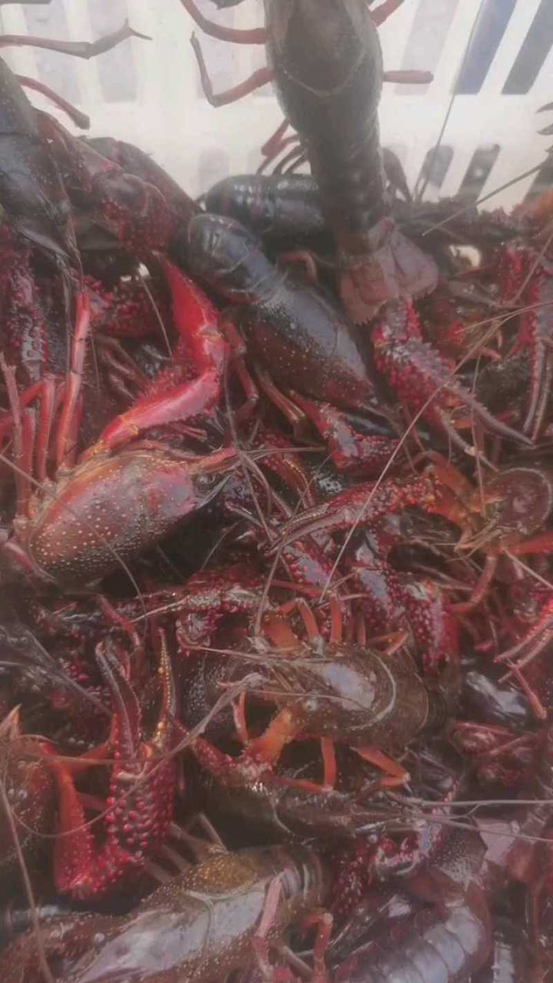 微山湖红炮四六规格，多规格野货