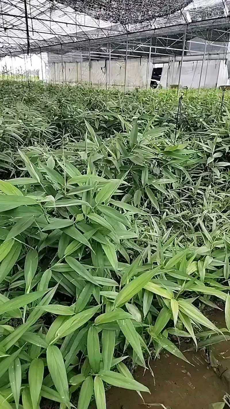 广西贵港益智仁苗基地直发货源充足欢迎随时联系看货