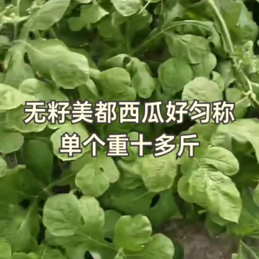 无籽美都西瓜，匀称漂亮，甜度好！