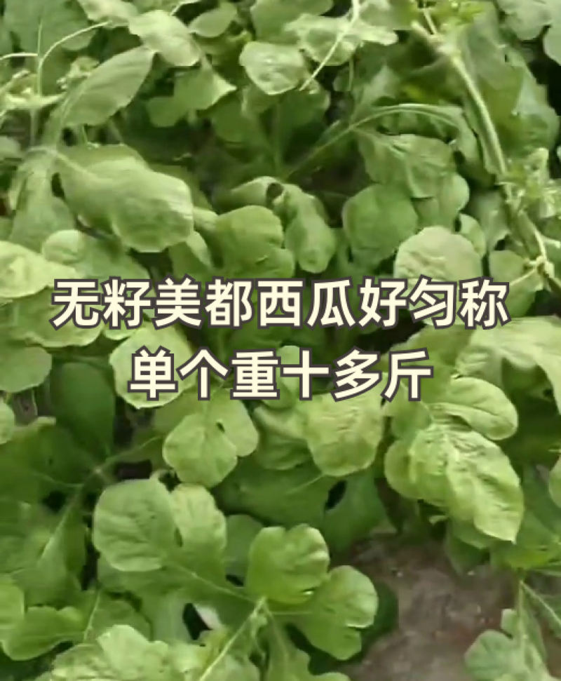 无籽美都西瓜，匀称漂亮，甜度好！