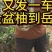 日本香柚苗，金盆柚苗