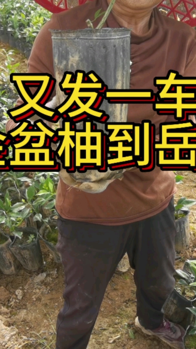 日本香柚苗，金盆柚苗