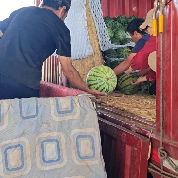 【精品无籽美都西瓜】陕西大棚基地直供一手货源保质保量欢迎